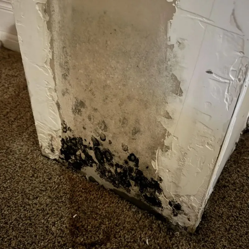 Professional Mold Removal in Irrigon, OR